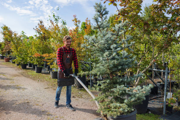 Best Tree Branch Trimming  in New Madrid, MO